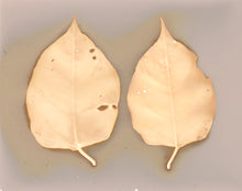 Load image into Gallery viewer, Danvers MA 1