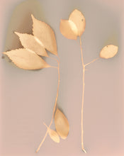 Load image into Gallery viewer, Danvers MA 3