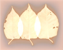 Load image into Gallery viewer, Danvers MA 4