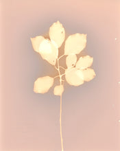 Load image into Gallery viewer, Danvers MA 11