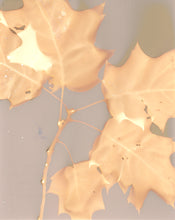 Load image into Gallery viewer, Danvers MA 19