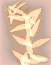 Load image into Gallery viewer, Danvers MA 22