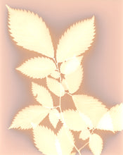 Load image into Gallery viewer, Danvers MA 27