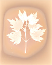 Load image into Gallery viewer, Kingston NY 11