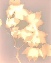 Load image into Gallery viewer, Washington Sq Park NYC 5