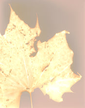 Load image into Gallery viewer, Washington Sq Park NYC 6