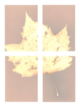 Load image into Gallery viewer, Central Park NYC 71_234