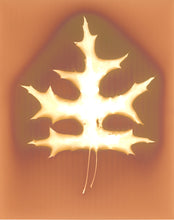 Load image into Gallery viewer, Central Park NYC 79