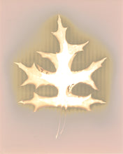 Load image into Gallery viewer, Central Park NYC 80