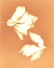 Load image into Gallery viewer, Central Park NYC 81