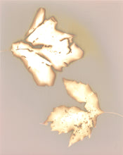 Load image into Gallery viewer, Central Park NYC 82