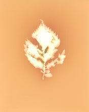 Load image into Gallery viewer, Central Park NYC 83